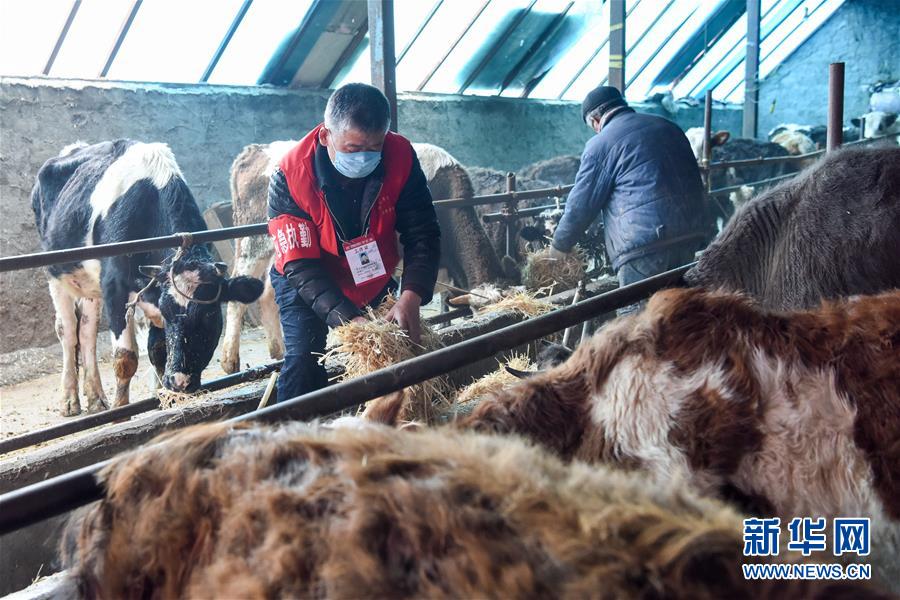 （社会）（1）新疆：为牧民牲畜“供粮”
