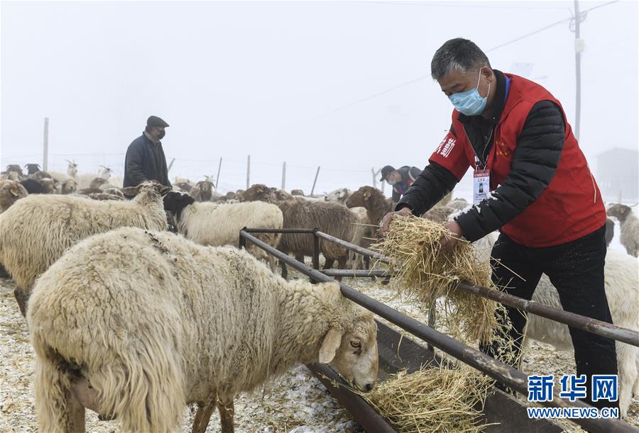 （社会）（3）新疆：为牧民牲畜“供粮”