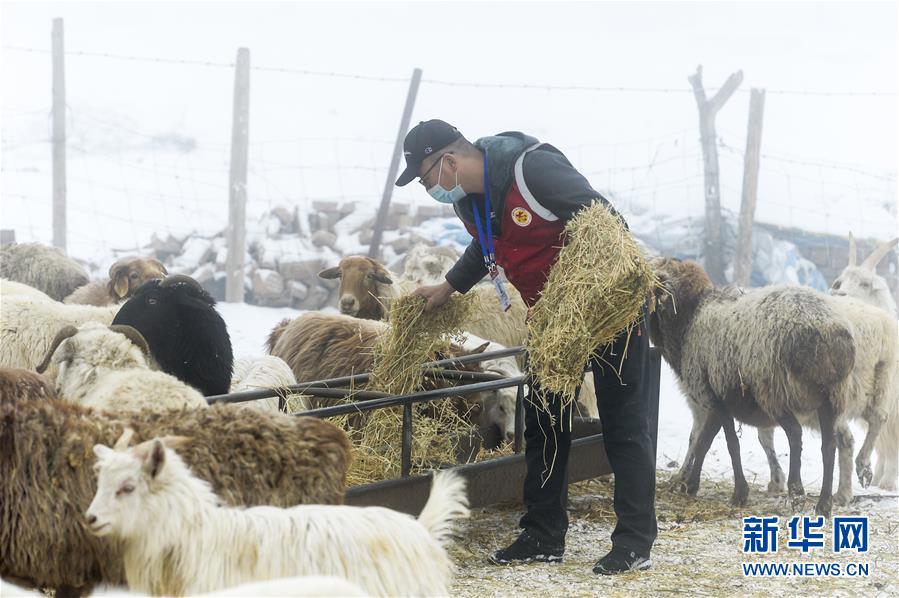 （社会）（5）新疆：为牧民牲畜“供粮”